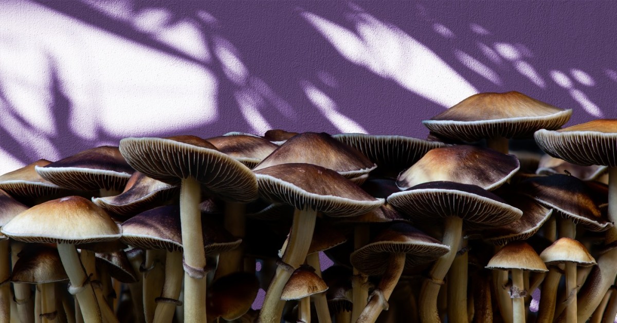 Time to reach your psilocybin without any hassles