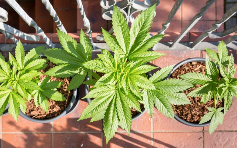 What You Need to Know About Cannabis Stores in 2022