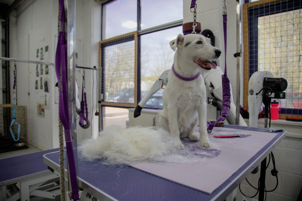 Tips for Mobile Dog Grooming in Doral