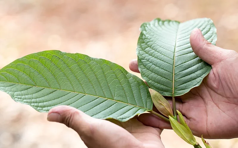 In the Clear: The Legality of Kratom and What it Means for You