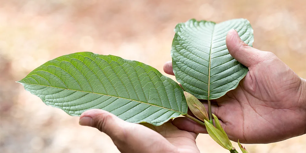 In the Clear: The Legality of Kratom and What it Means for You