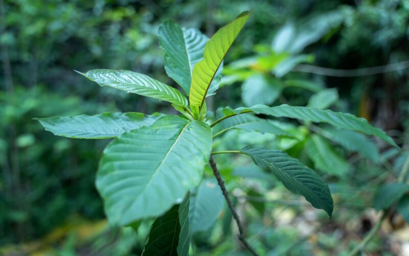 Delving Deep: Deciphering the Dynamics of Kratom Capsules