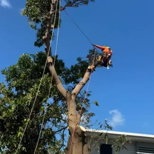 Your Complete Guide to Arborist in Townsville