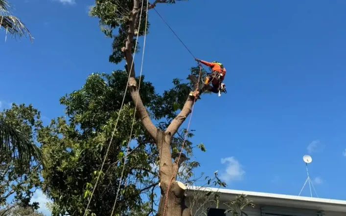 Your Complete Guide to Arborist in Townsville