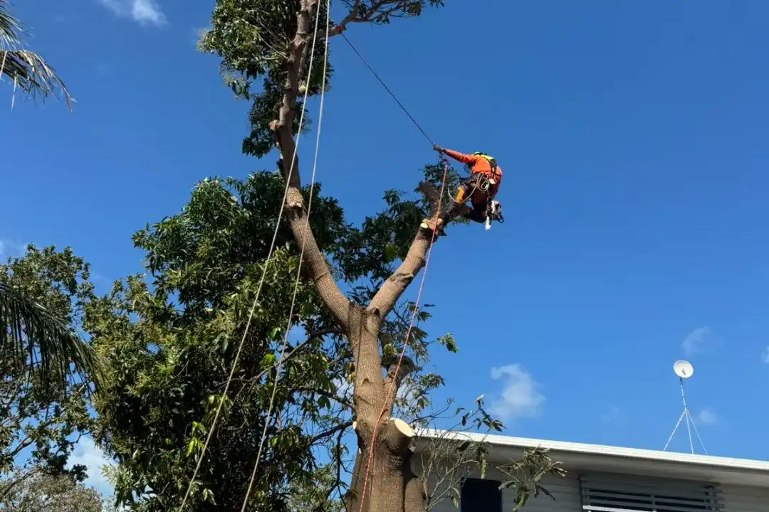 Your Complete Guide to Arborist in Townsville